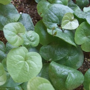 Dioscorea (Testudinaria) elephantipes seedlings