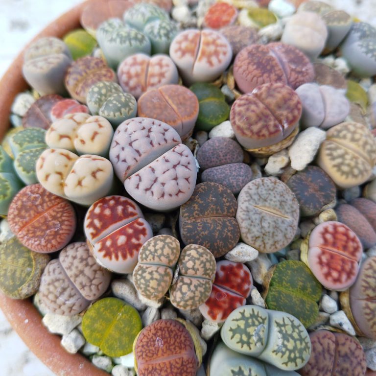 Lithops mixed seeds for sale