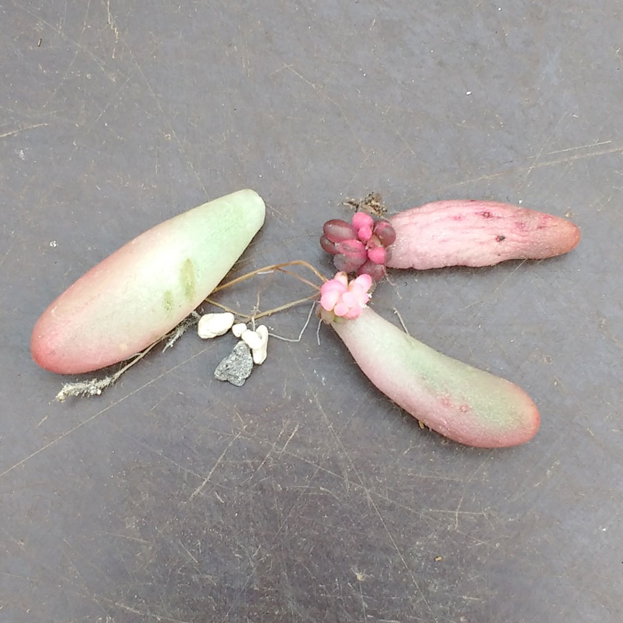 Sedum rubrotinctum Aurora Jelly Beans Cuttings