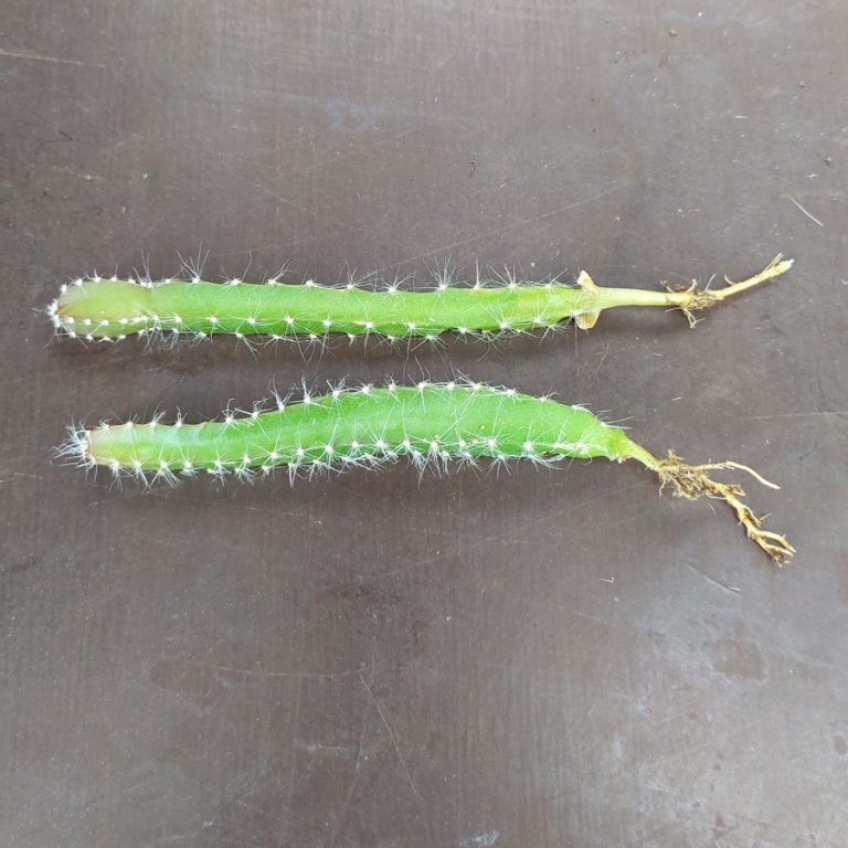 Hylocereus undatus (Dragon Fruit) cuttings for sale