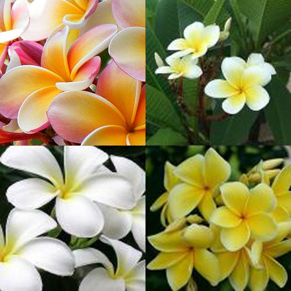 Plumeria (Frangipani) Mixed Seeds for sale