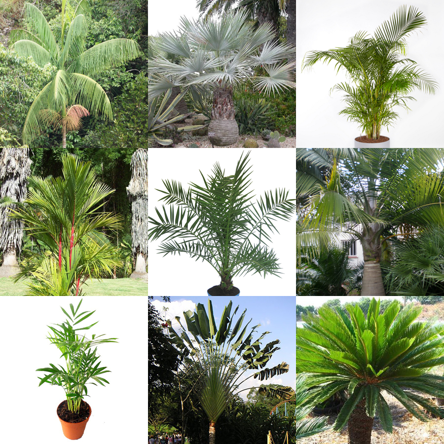 palm tree seeds mix cactusplaza com palm tree seeds mix cactusplaza com