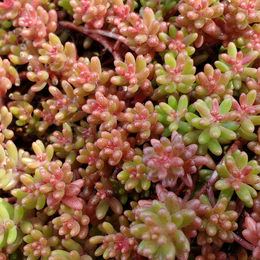 sedum