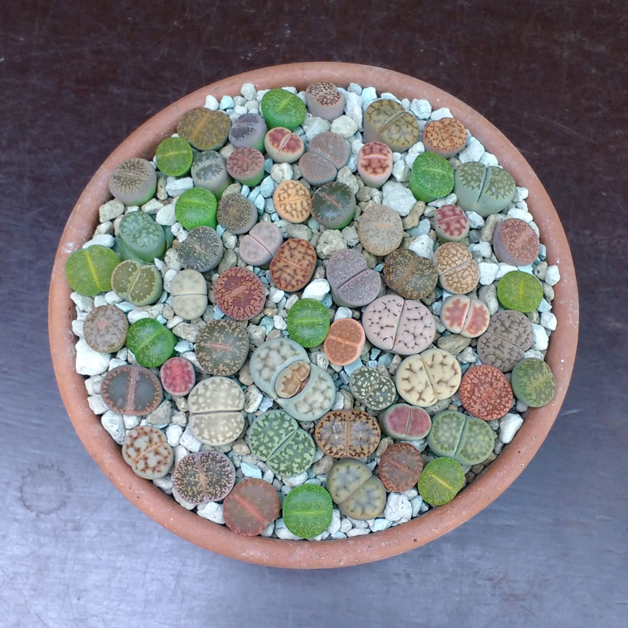 SEED RARE Lithops MIX succulent cactus EXOTIC living stones desert rock seed 40 