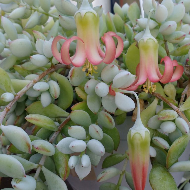 Cotyledon pendens - Cuttings - CactusPlaza.com