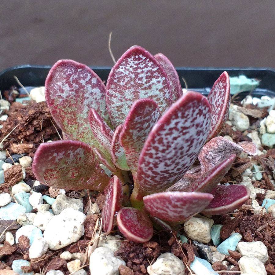 Adromischus trigynus Calico Heart pot 6cm No Conophytum 