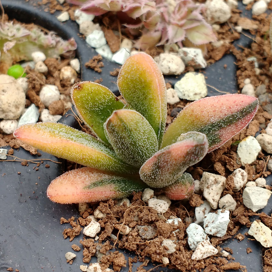 Crassula Justus Corderoy variegata - Plants.