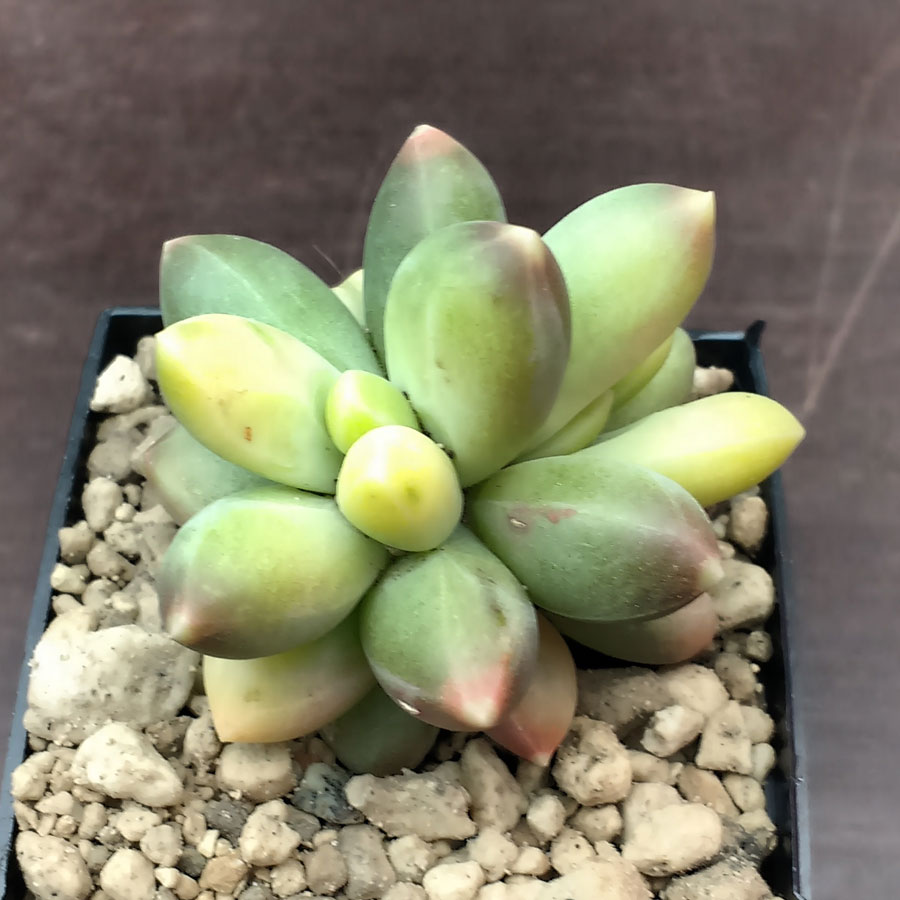 Pachyphytum compactum variegata – Plants - CactusPlaza.com