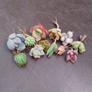 Mini Succulents