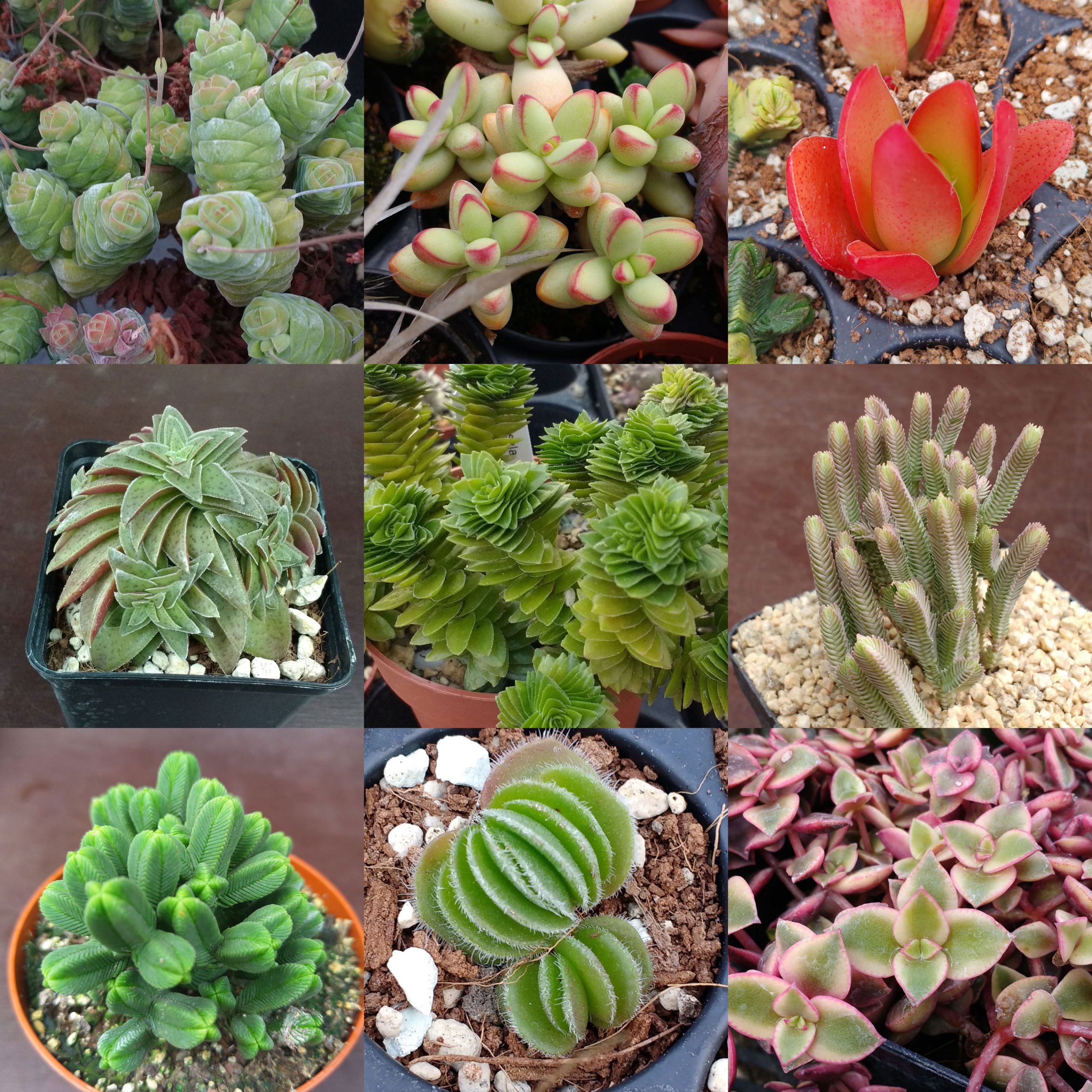 Crassula Mixed Seeds - CactusPlaza.com